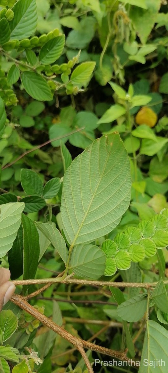 Phyllodium pulchellum (L.) Desv.